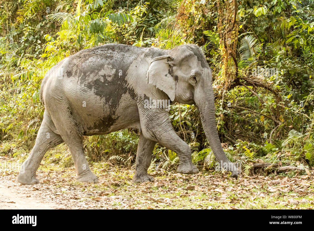 El elefante asiático (Elephas maximus) El Parque Nacional Kaziranga, Assam, India Foto de stock