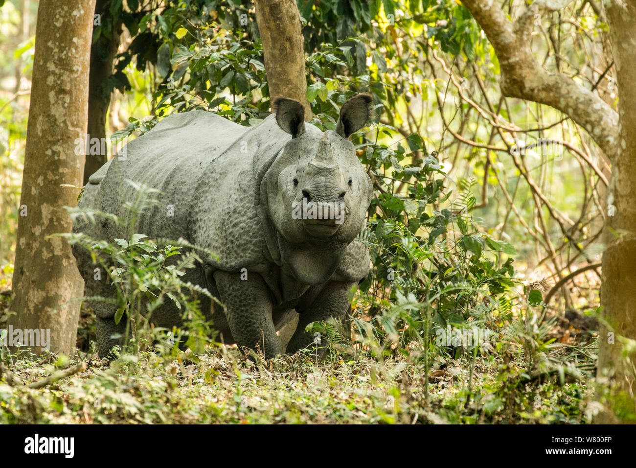 Rinoceronte indio (Rhinoceros unicornis), macho, el Parque Nacional de Kaziranga, en Assam, India Foto de stock