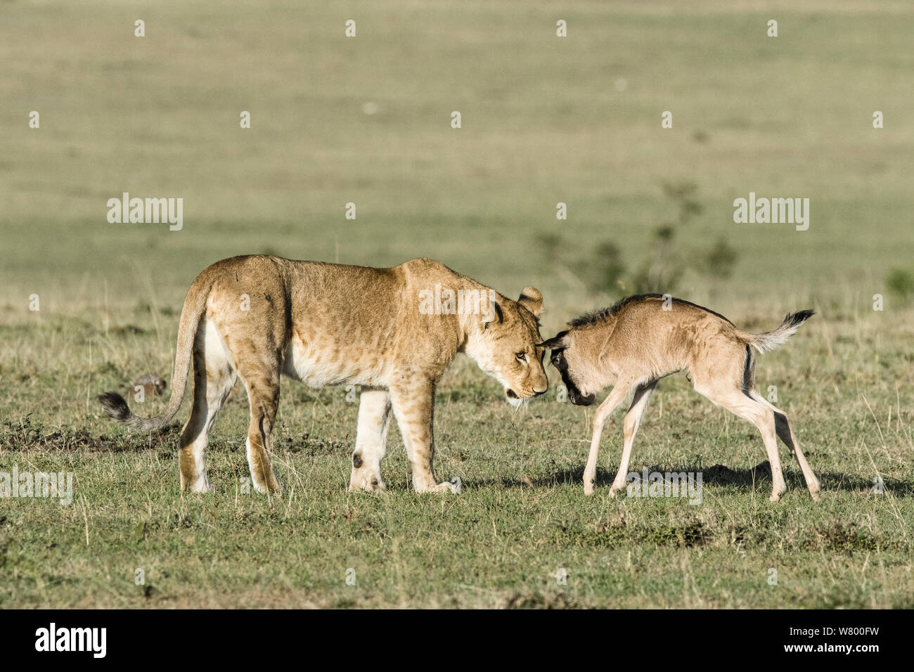 León (Panthera leo) jugando con bebes perdidos (Ñus Connochaetes taurinus), Masai-Mara Game Reserve, Kenya. Foto de stock