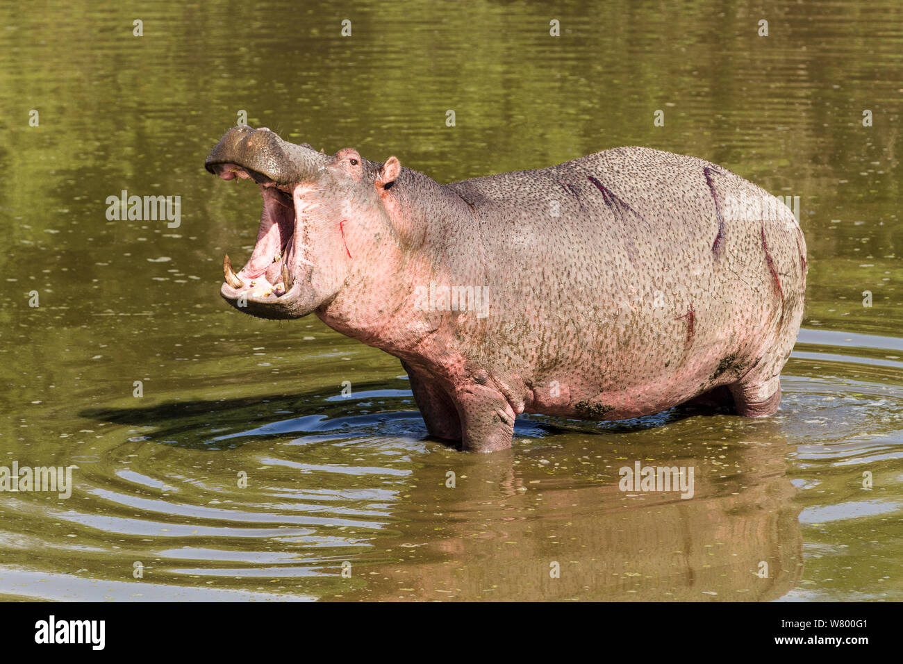 Hipopótamo (Hippopotamus amphibius) macho agresivo con cicatrices, Masai-Mara Game Reserve, Kenya. Foto de stock