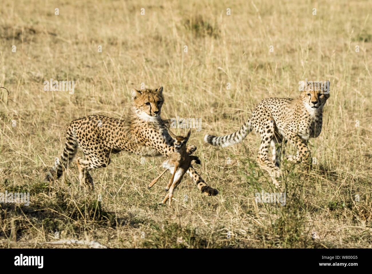 Guepardo (Acinonyx jubatus) cachorros de 8 meses de edad del bebé cazar gacelas. Game Reserve Masai-Mara, Kenya. Foto de stock