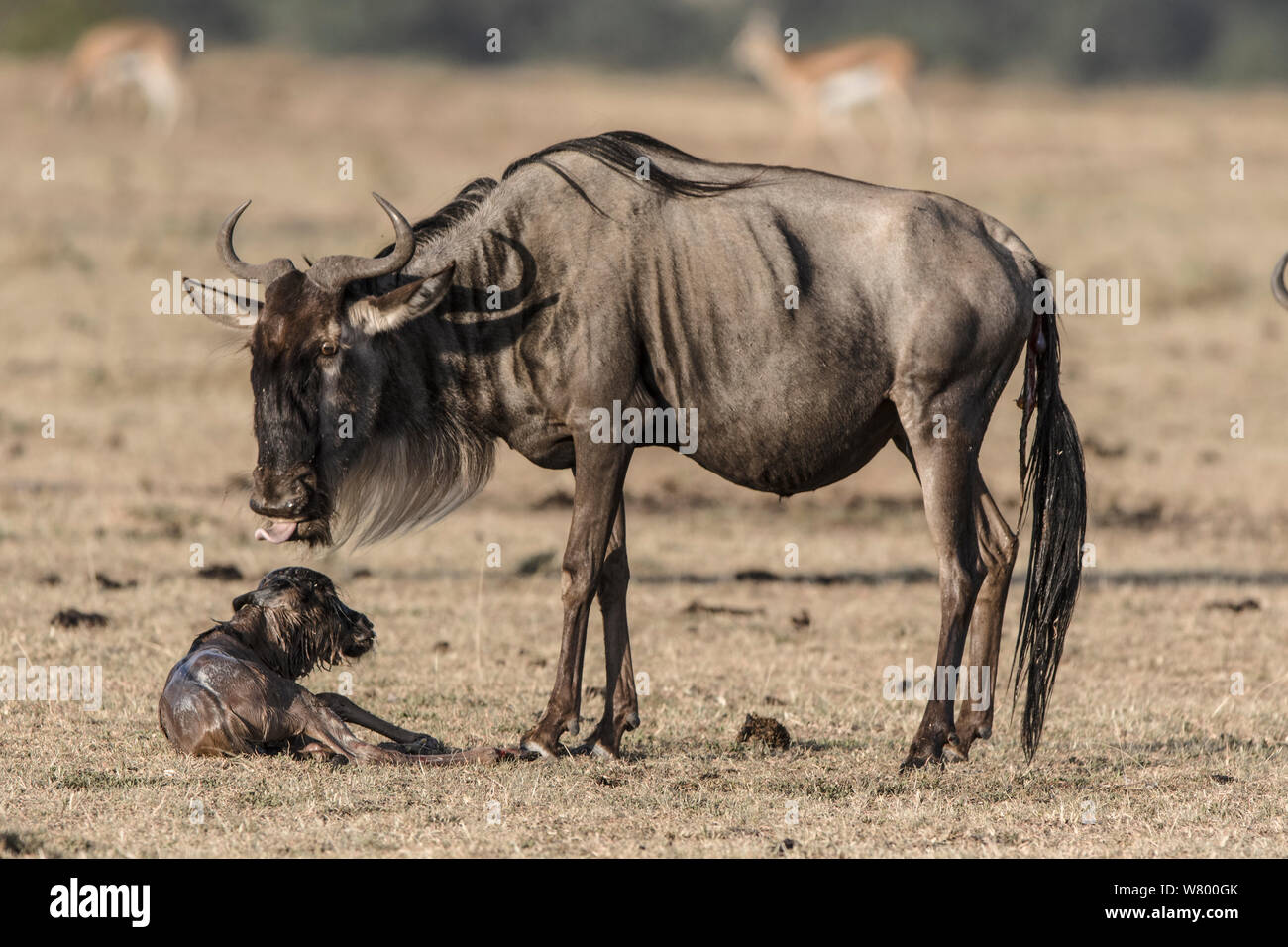 Los ñus (Connochaetes taurinus) con el bebé justo después del nacimiento, Masai-Mara Game Reserve, Kenya. Foto de stock