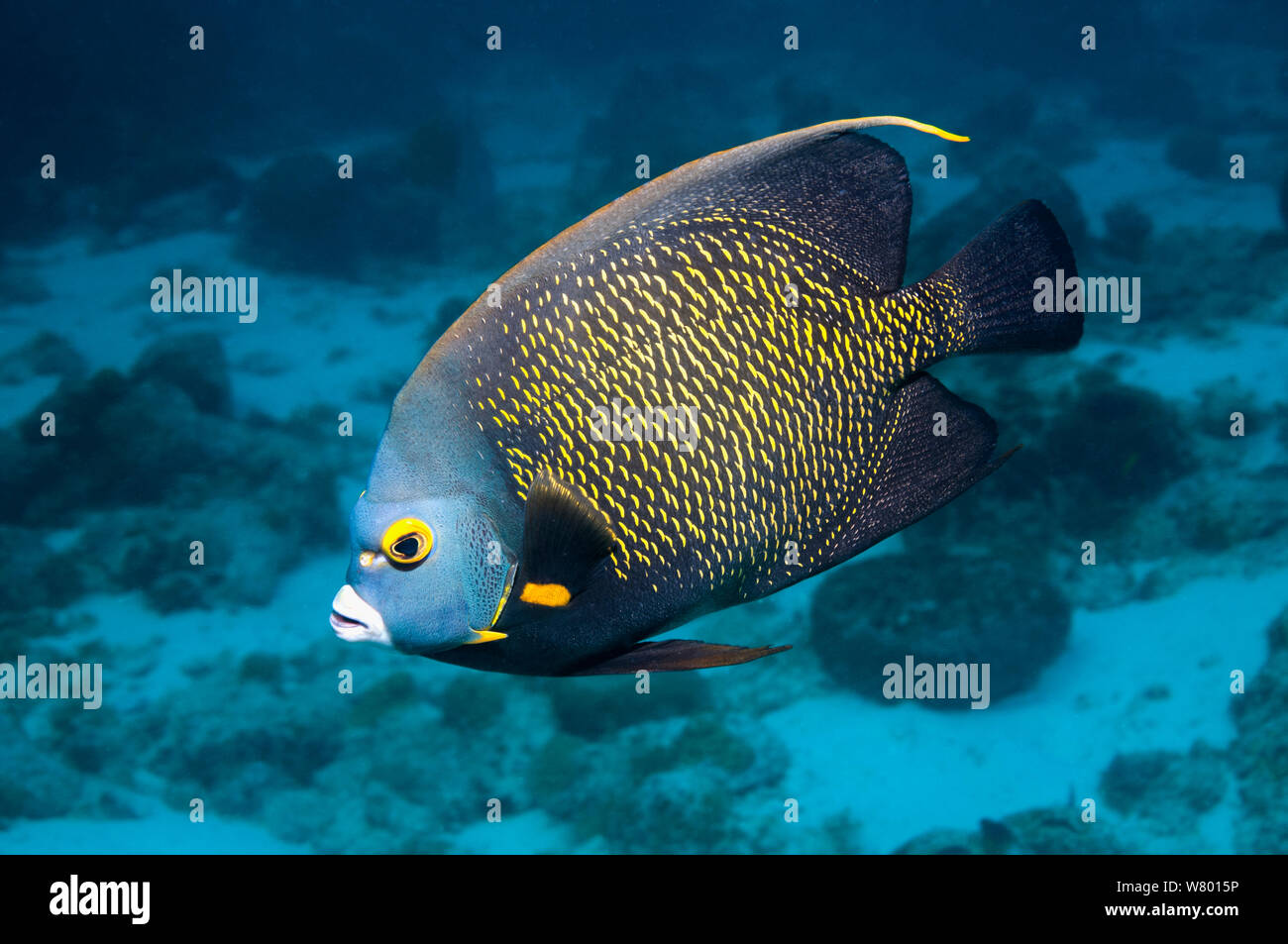 El pez ángel francés (Pomacanthus paru) perfil, Bonaire, Antillas Neerlandesas, Caribe, Océano Atlántico. Foto de stock