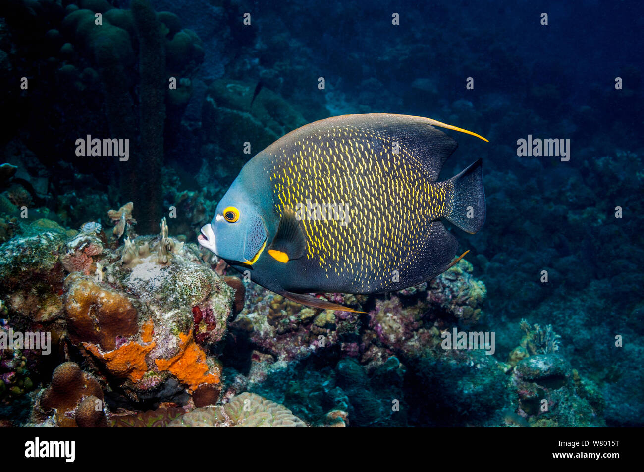 El pez ángel francés (Pomacanthus paru) en los arrecifes de coral, Bonaire, Antillas Neerlandesas, Caribe, Océano Atlántico. Foto de stock