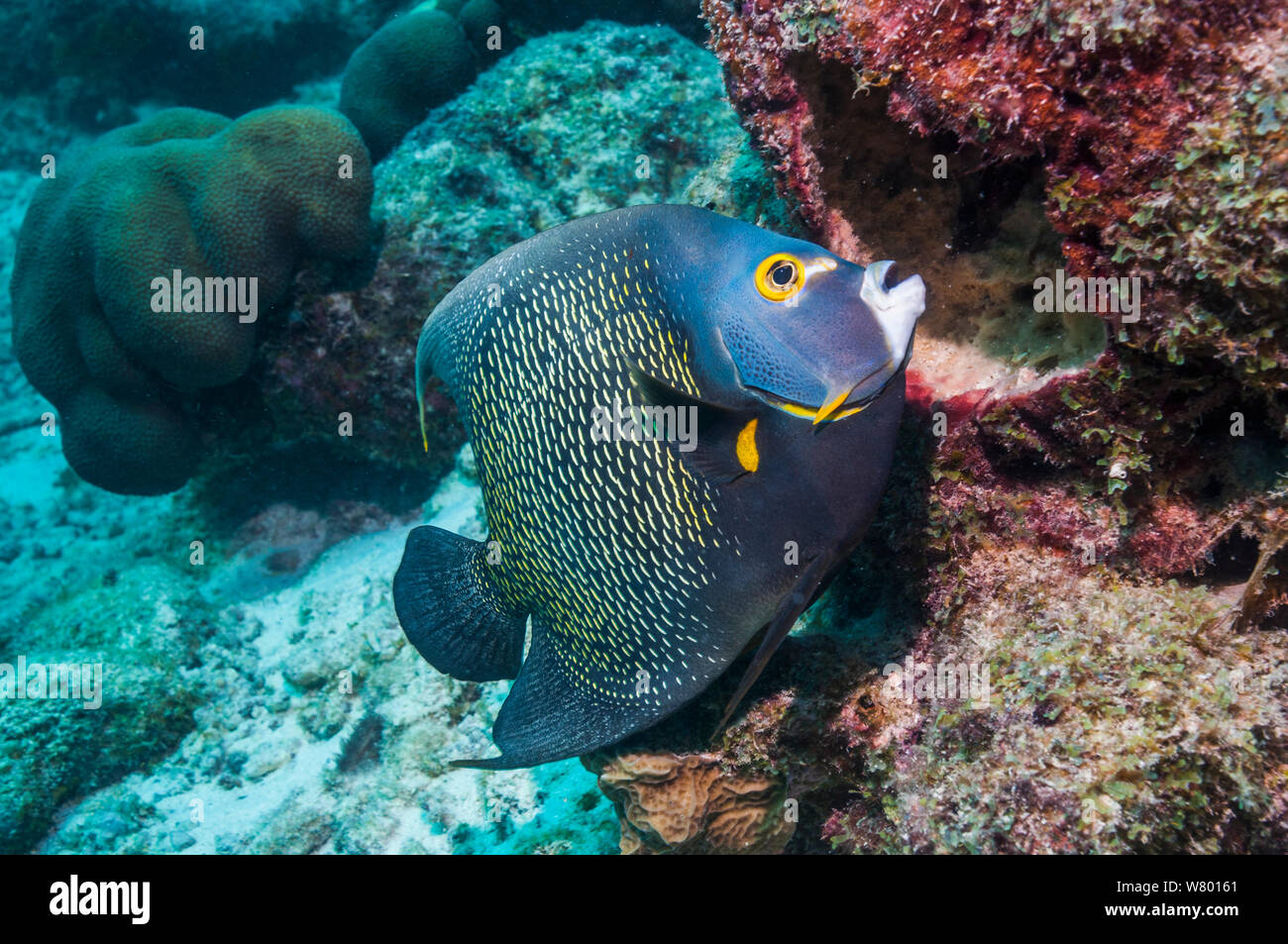El pez ángel francés (Pomacanthus paru) alimentándose de la esponja. Bonaire, Antillas Neerlandesas, Caribe, Océano Atlántico. Foto de stock