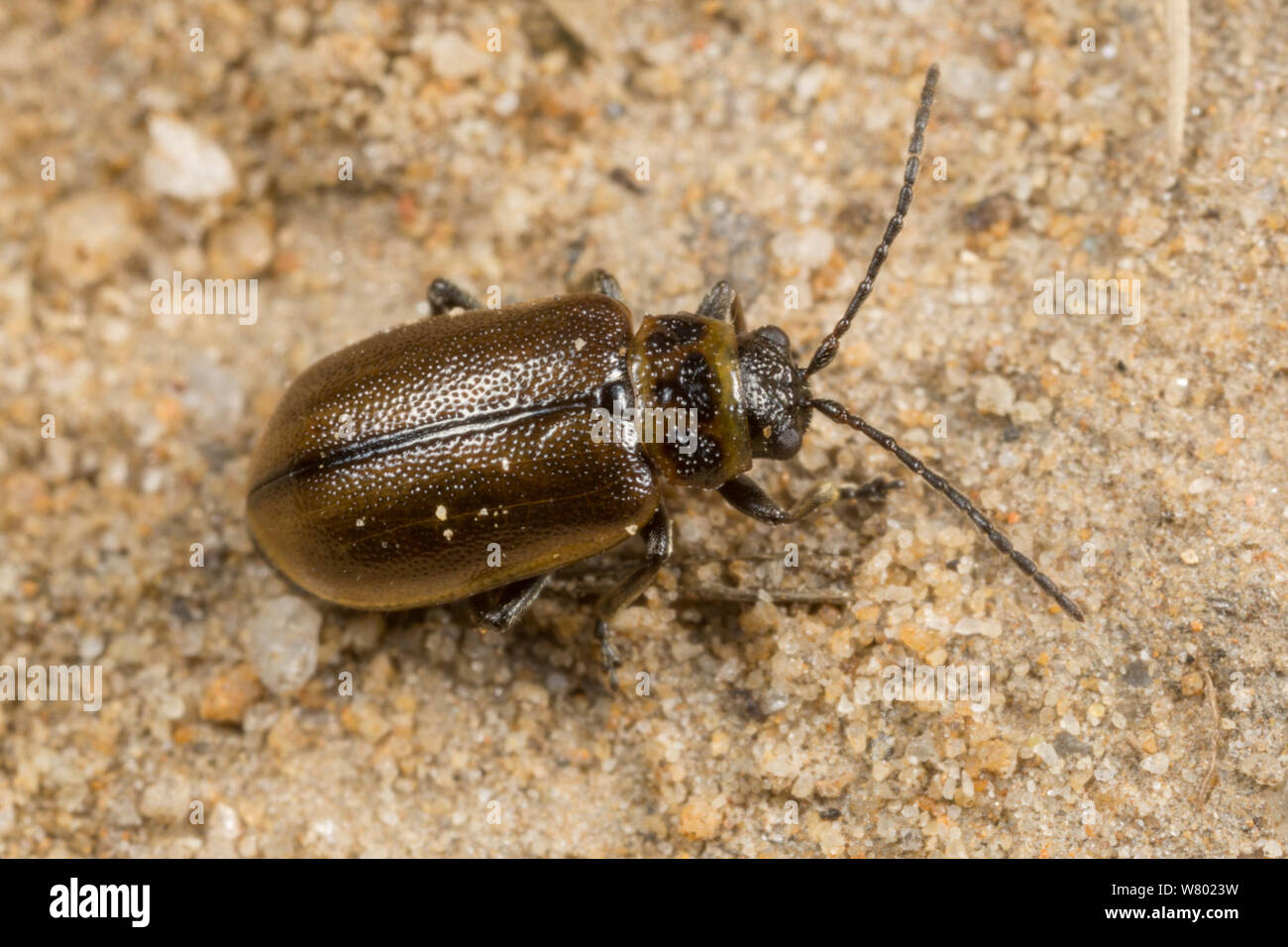 Heather escarabajo (Lochmaea suturalis) Peak District National Park, Derbyshrie, Reino Unido. De abril. Foto de stock