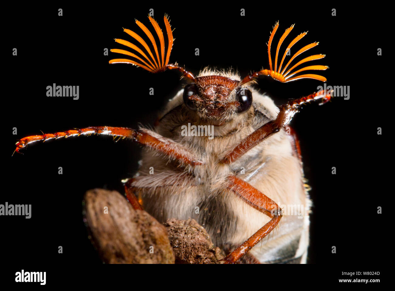Escarabajo (Melolontha melolontha Cockchafer) macho con ventiladores antenas propagación. Peak District National Park, Derbyshire, Reino Unido. De mayo. Foto de stock