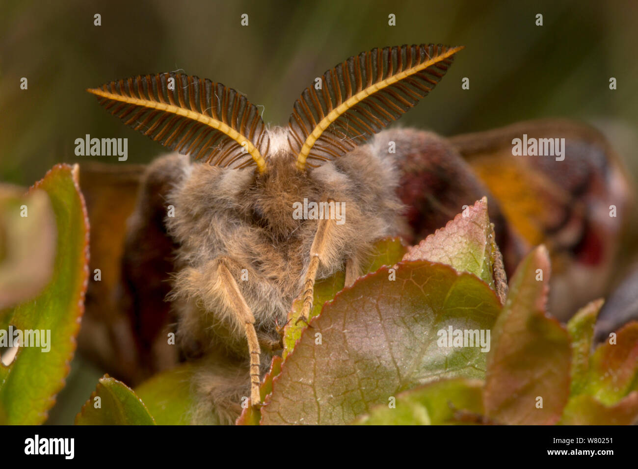 Polilla emperador (Saturnia pavonia) macho, mostrando unas antenas que él utiliza para localizar las hembras con desde grandes distancias. Peak District National Park, Reino Unido. De abril. Foto de stock