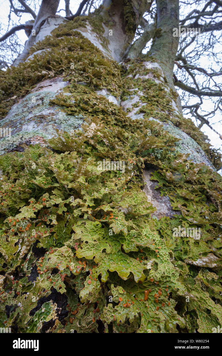 (Lungwort pulmonaria Lobaria árbol) líquenes que crecen sobre un árbol haya madura. Kyle de Lochalsh, Escocia. De marzo. Foto de stock