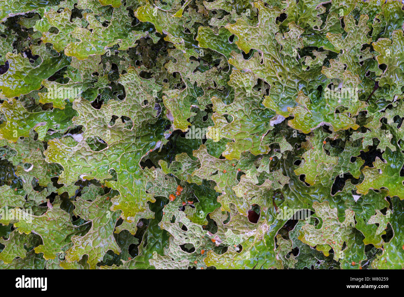 (Lungwort pulmonaria Lobaria árbol) líquenes que crecen sobre un árbol haya madura. Kyle de Lochalsh, Escocia. De marzo. Foto de stock