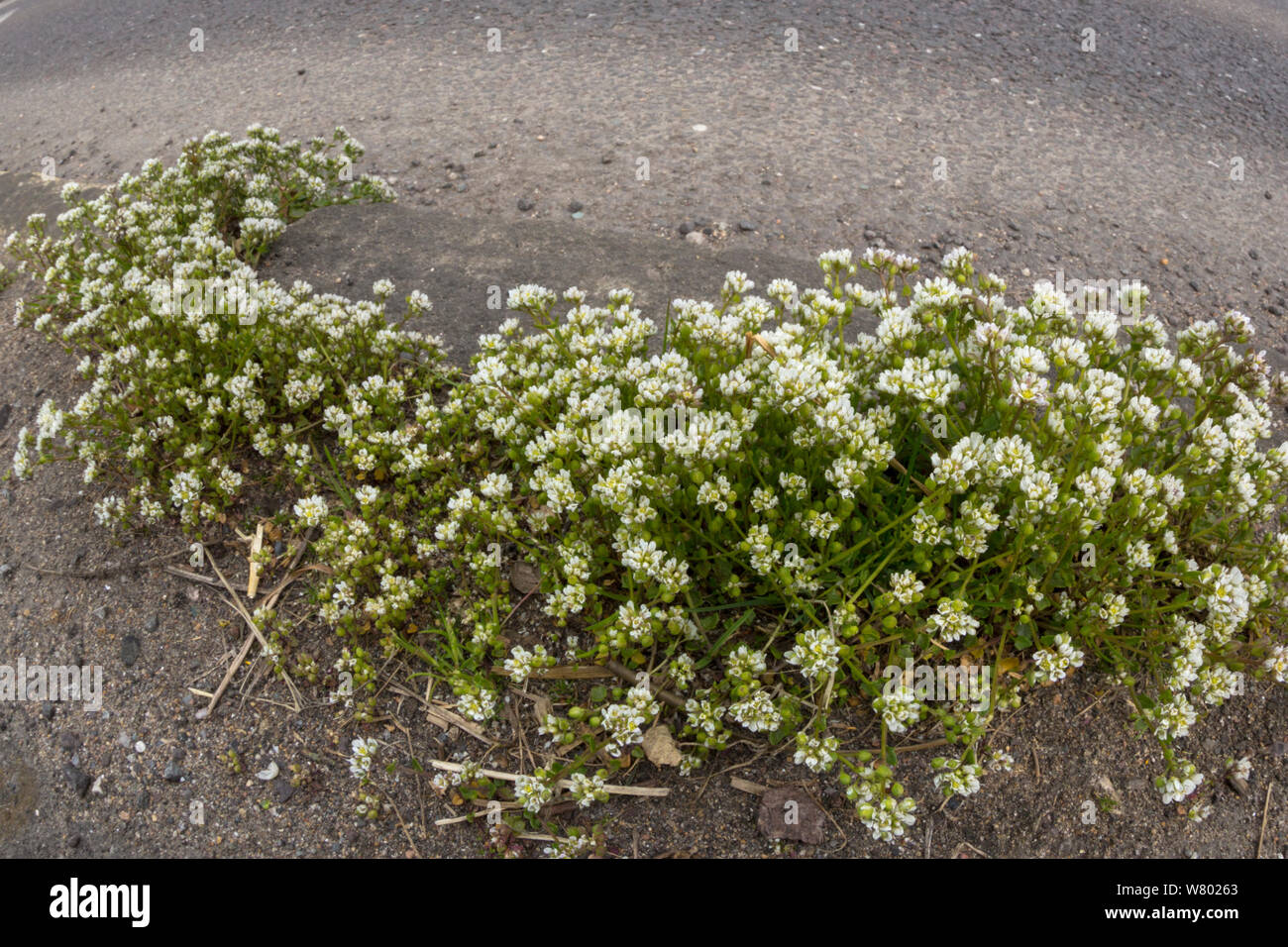 Escorbuto danés hierba (Cochlearia danica) que crecen a lo largo de carretera. Peak District National Park, Derbyshire, Reino Unido. De mayo. Foto de stock