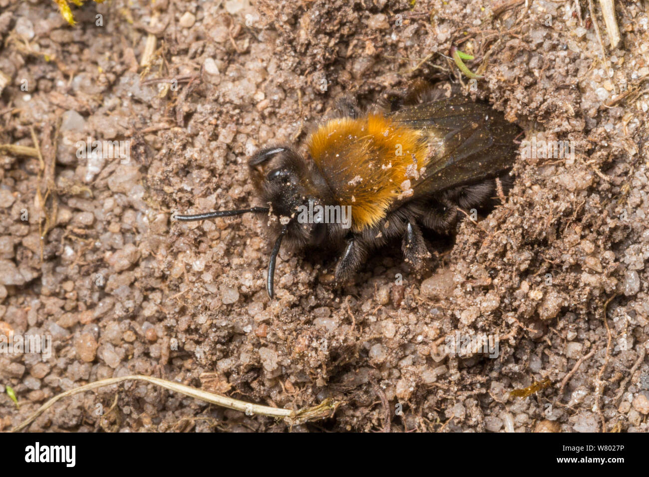 Minería (abeja Andrena clarkella) hembra excavando anidan en el suelo arenoso. Peak District National Park, Derbyshire, Reino Unido. De abril. Foto de stock