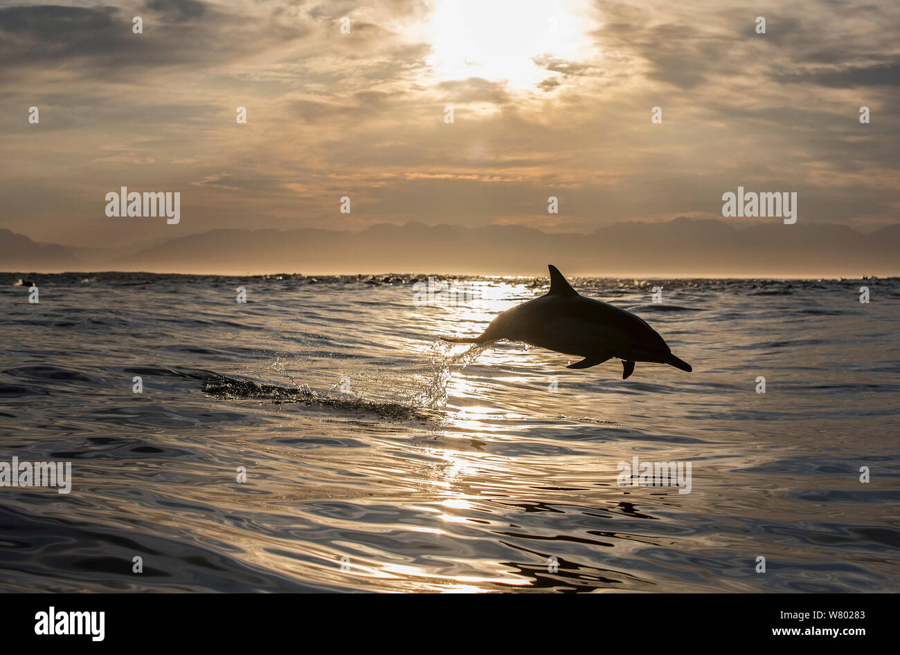 Larga picuda delfín común (Delphinus capensis) porpoising, False Bay, Sudáfrica Foto de stock