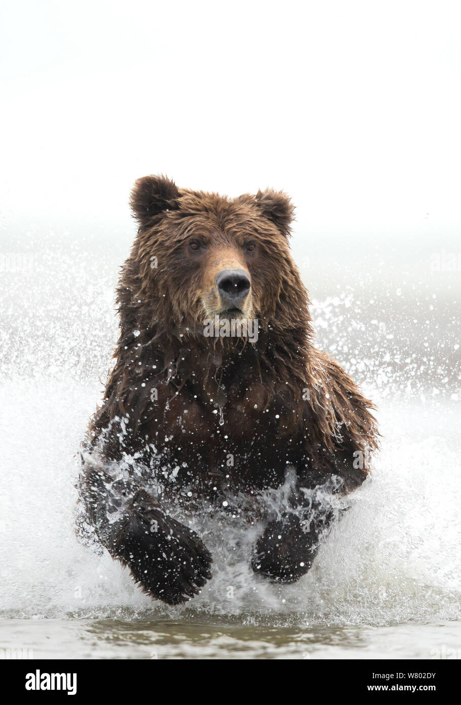 Coastal oso pardo (Ursus arctos) pescar, correr a través del agua, el Parque Nacional Lake Clarke, Alaska, Septiembre. Foto de stock