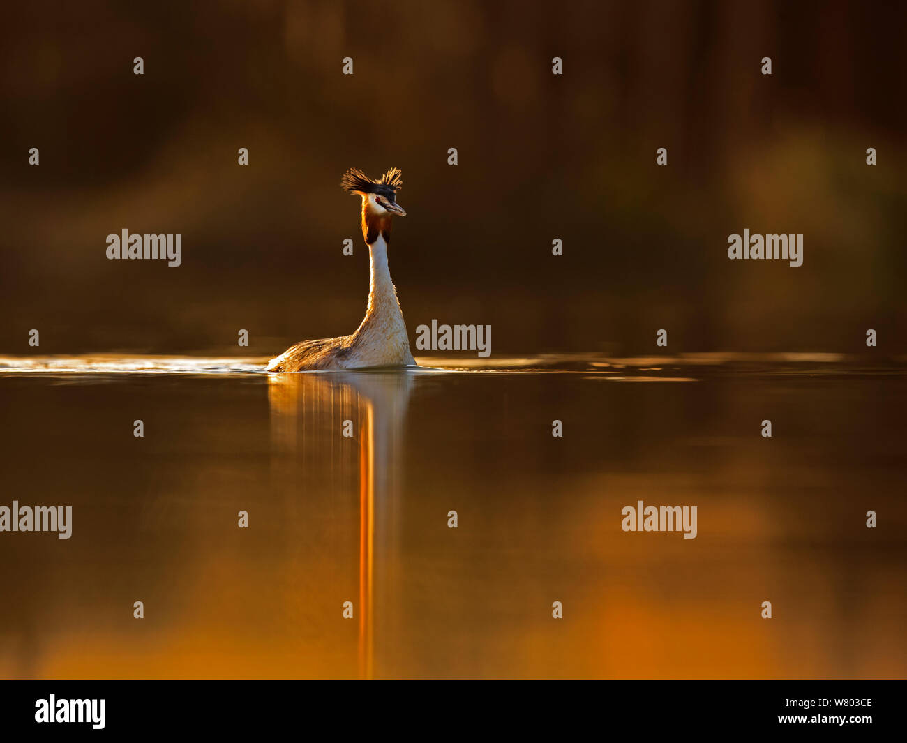 Somormujo lavanco (Podiceps cristatus cristatus) sobre el lago al amanecer, Cardiff, Reino Unido, marzo. Foto de stock
