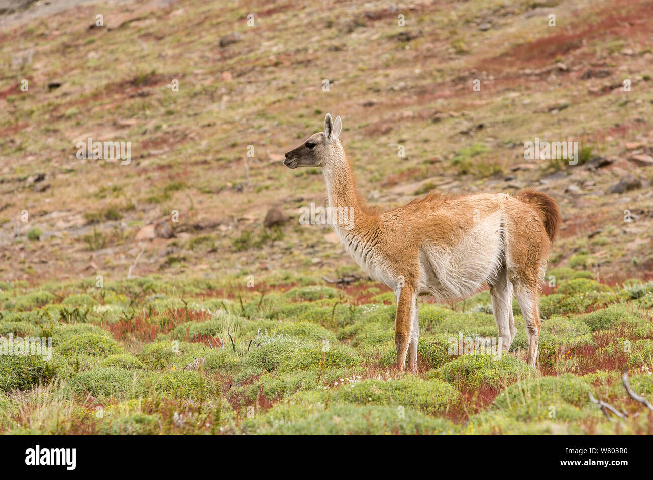 Guanaco (Lama guanicoe) Parque Nacional Torres del Paine, Chile. Foto de stock