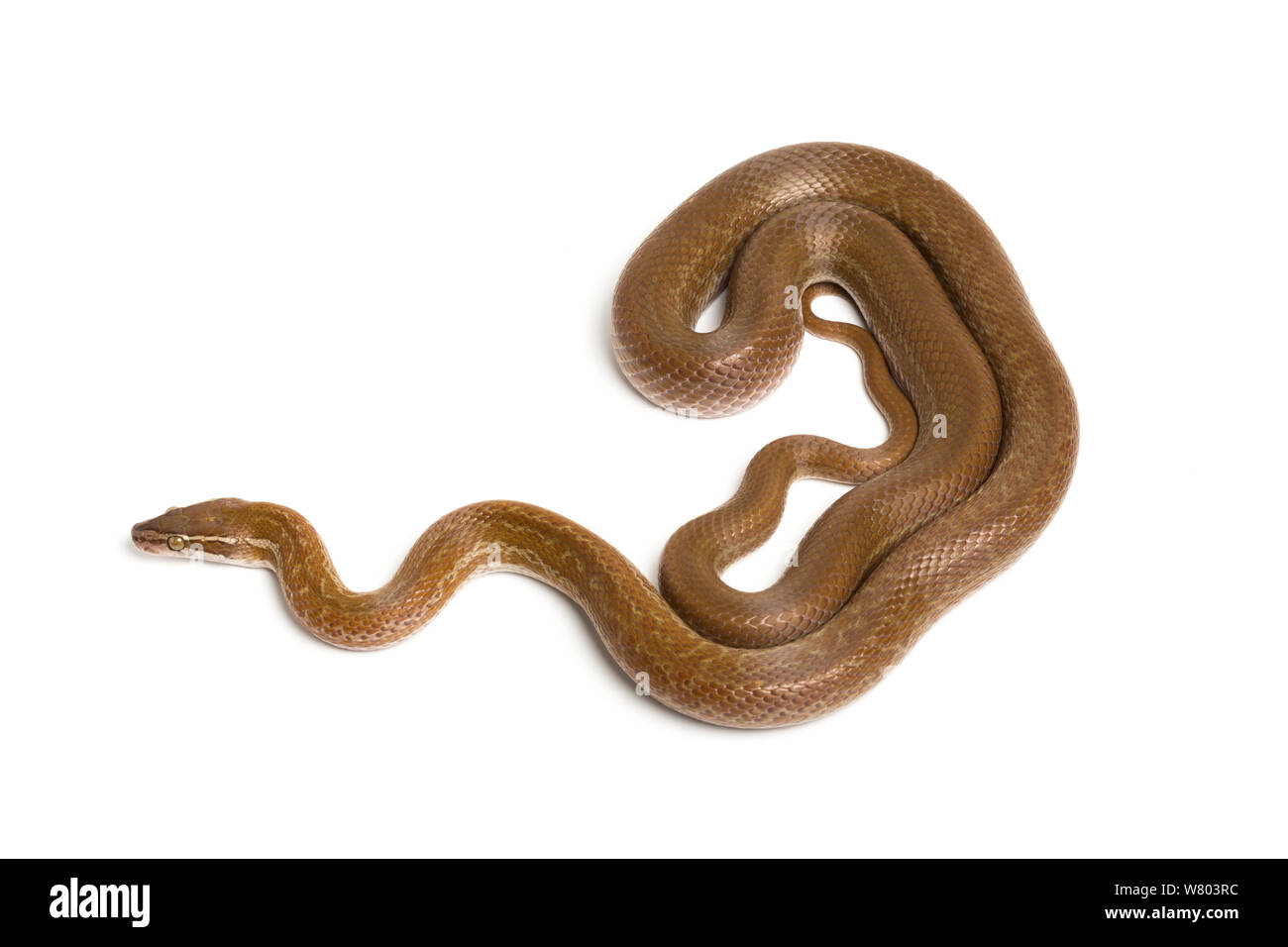 Cape House snake (Boaedon capensis) sobre fondo blanco. En cautiverio, se produce en Sudáfrica. Foto de stock