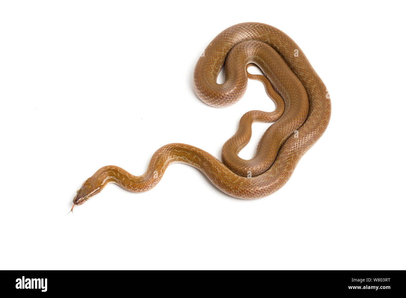 Cape House snake (Boaedon capensis) sobre fondo blanco. En cautiverio, se produce en Sudáfrica. Foto de stock