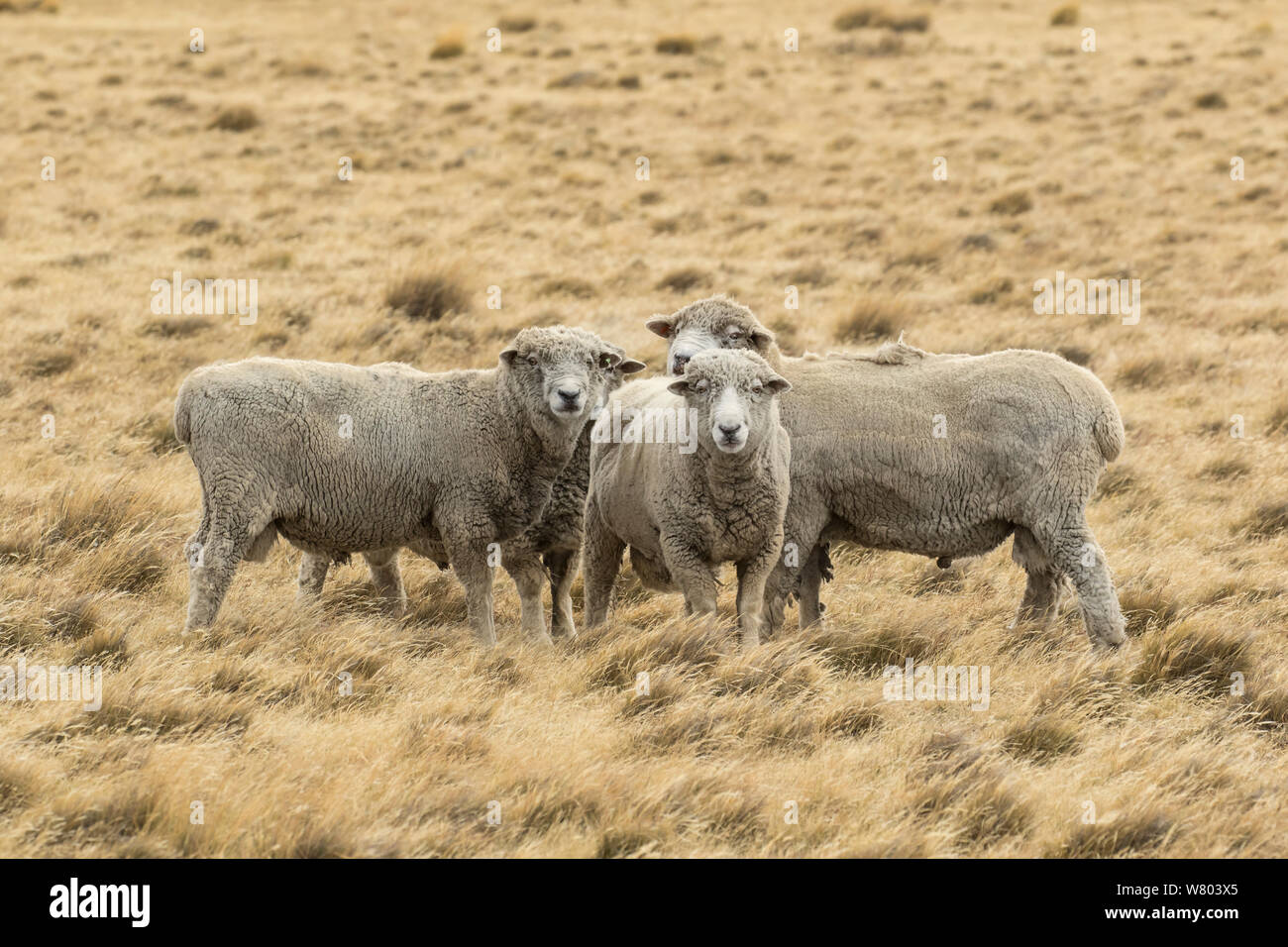 El pastoreo de ovejas Corriedale en paisaje de pampa, Patagonia, Chile. Foto de stock