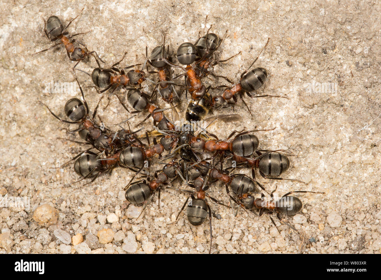Las hormigas de madera peludo (Formica lugubris) desmembrar un minero de abeja. Derbyshire, Inglaterra, Reino Unido, Mayo. Foto de stock