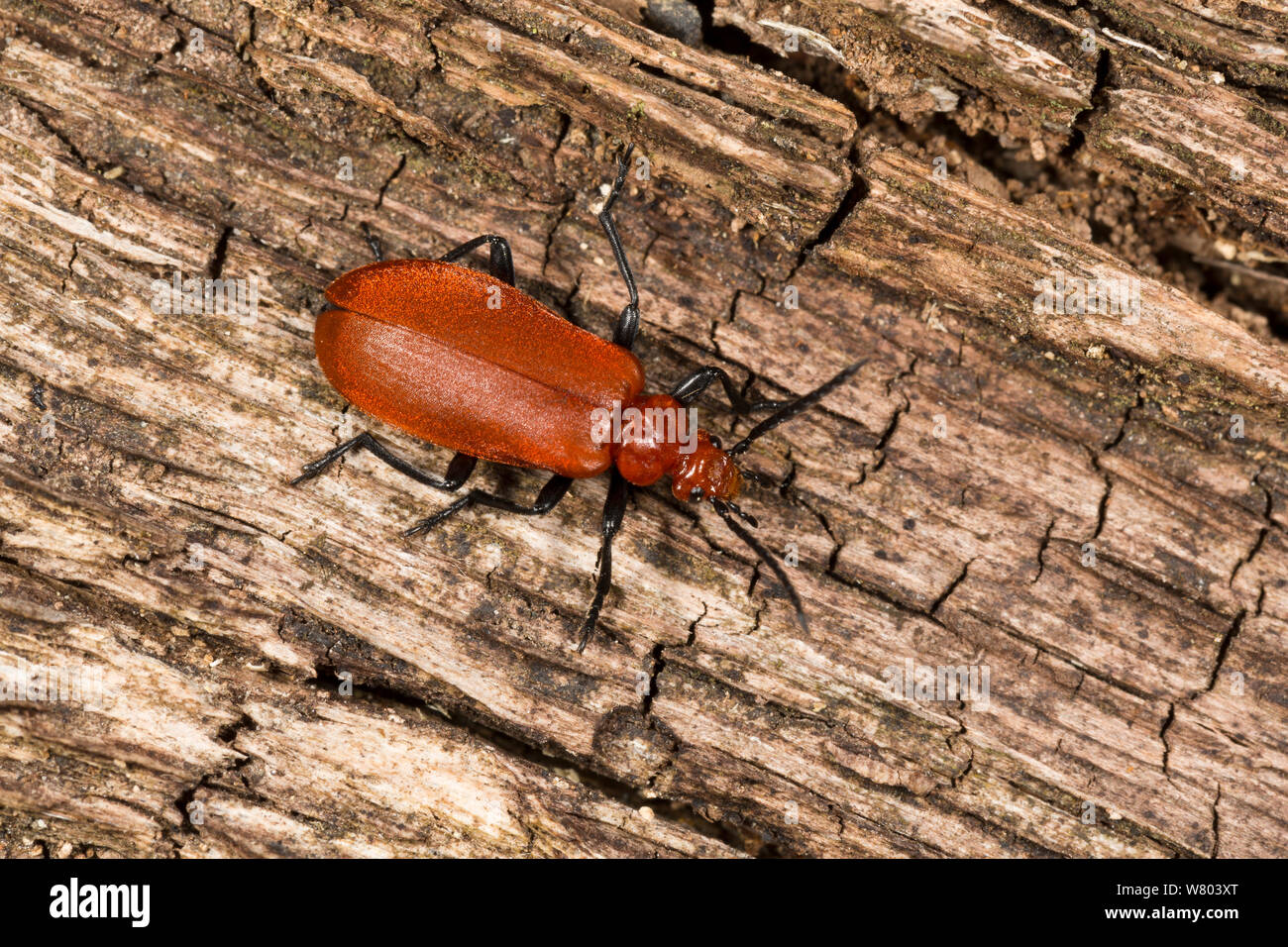 Cardenal común escarabajo (Pyrochroa serraticornis) adulto. Nottingham, Inglaterra, Reino Unido, Mayo. Foto de stock