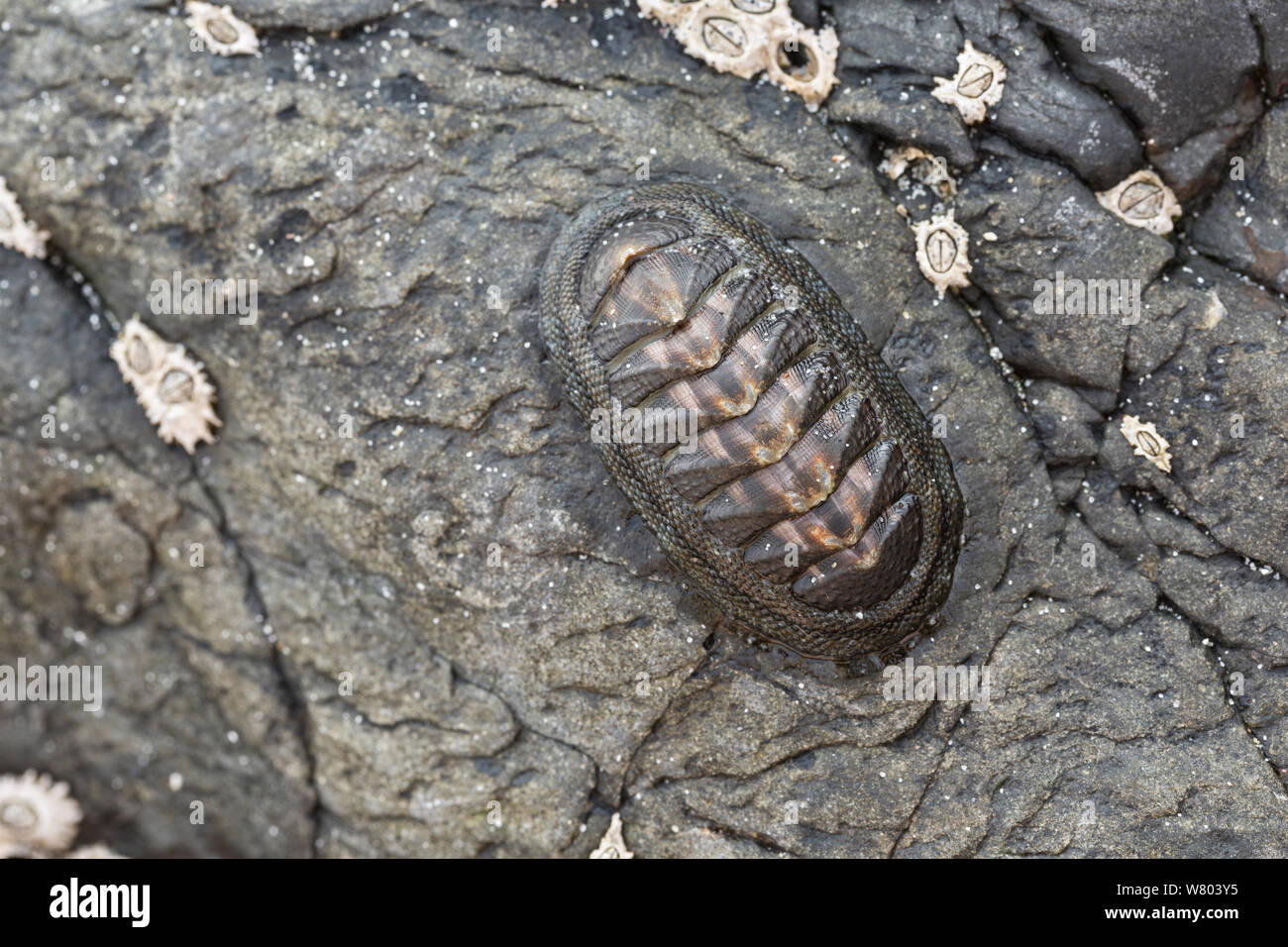 (Chiton Chiton granosus) en la orilla rocosa, Chanaral, Chile. Foto de stock