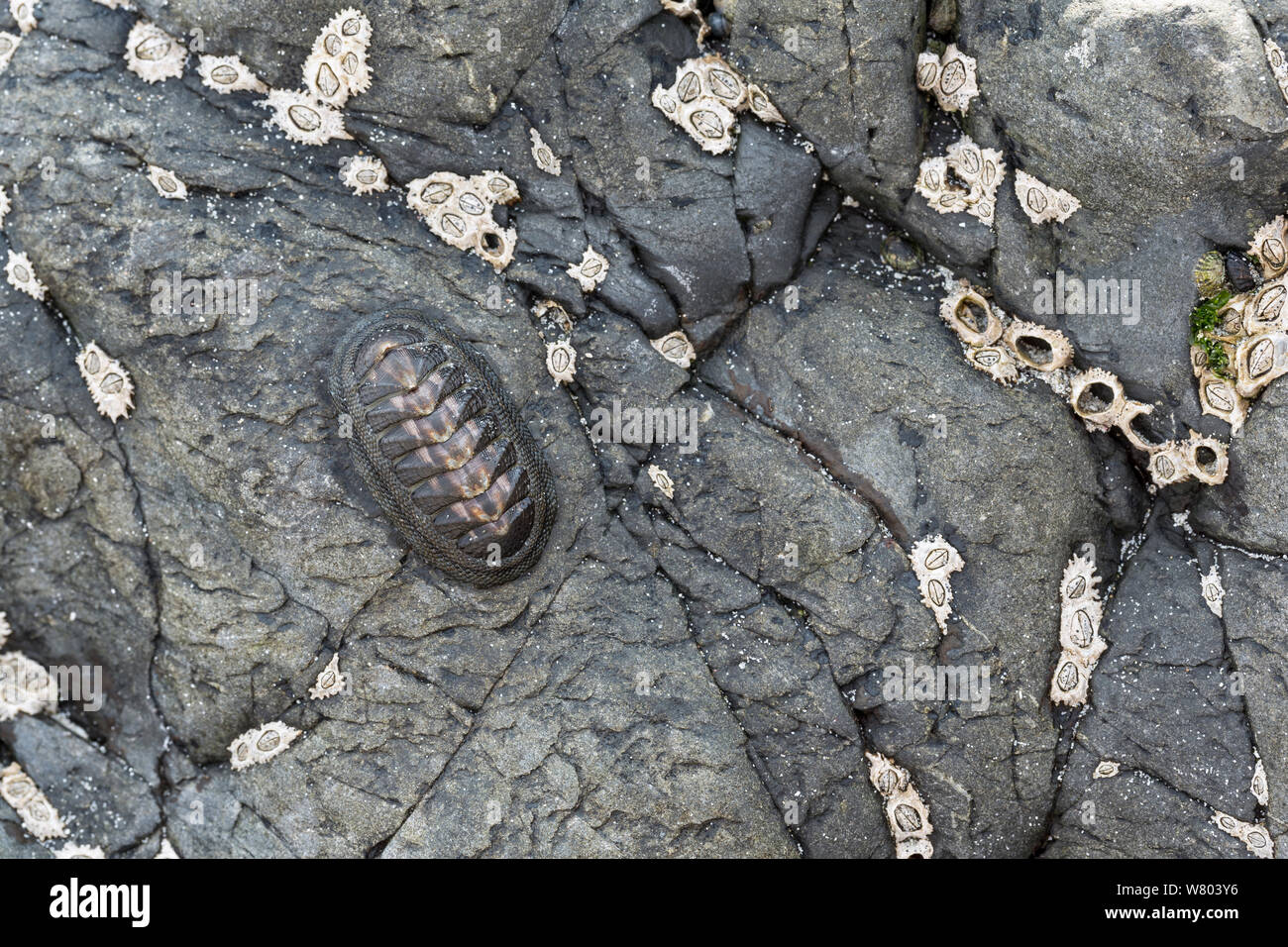 (Chiton Chiton granosus) en la orilla rocosa, Chanaral, Chile. Foto de stock