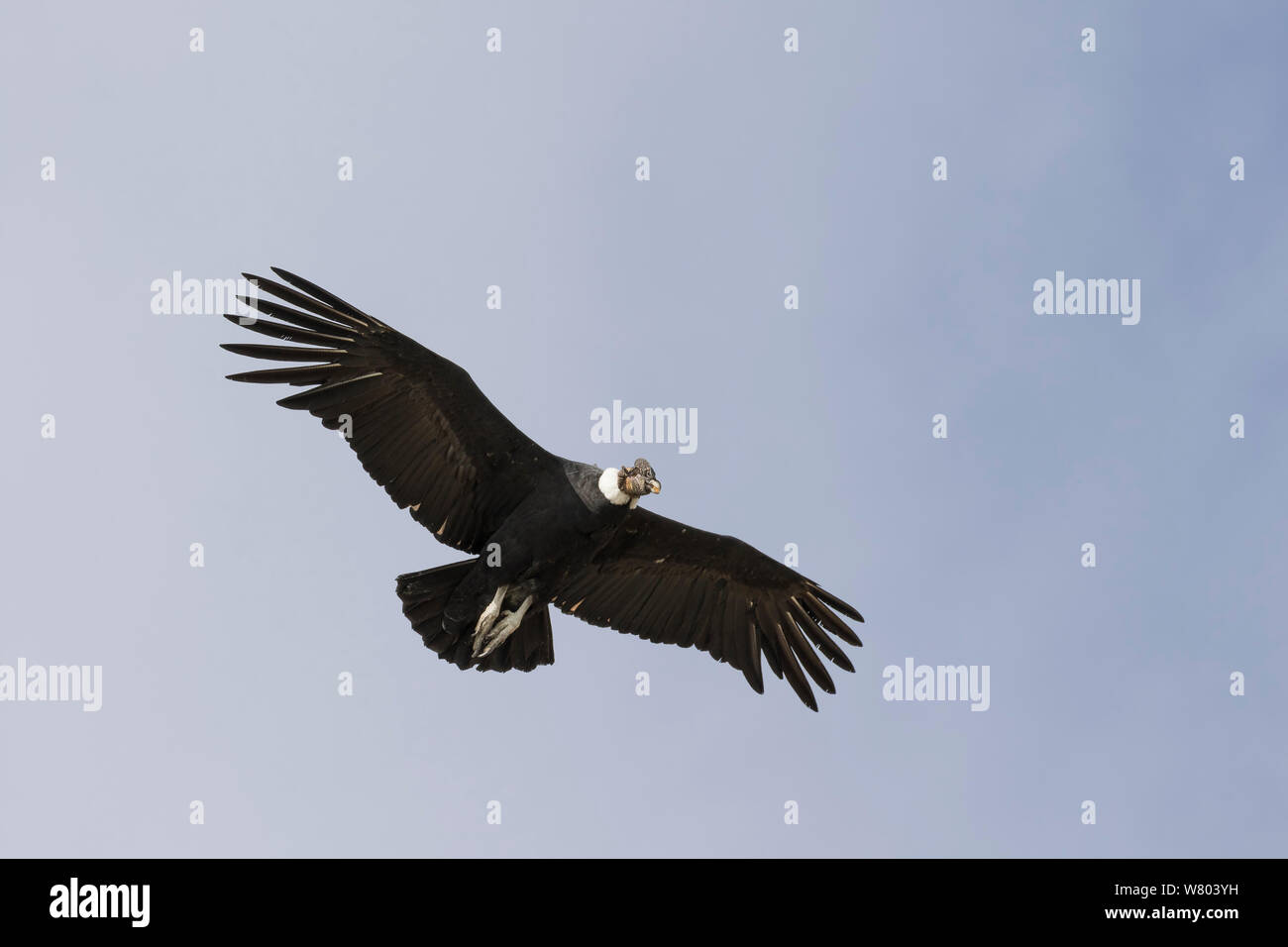 Cóndor Andino (Vultur gryphus), cerca de Puerto Nagtales, Patagonia, Chile. Foto de stock