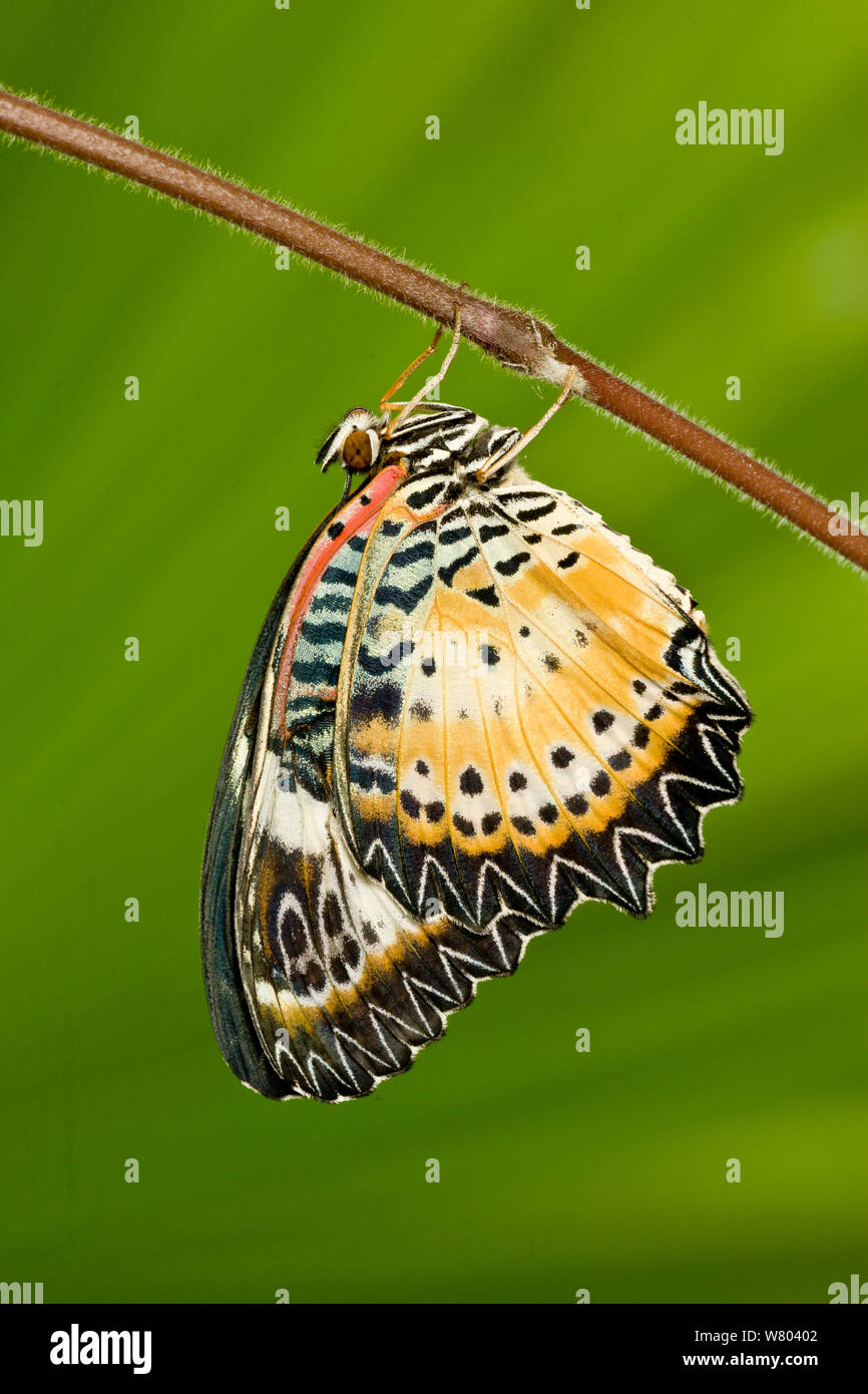 Leopard lacewing (mariposa Cethosia cyane) cautivo, ocurre en Asia. Foto de stock