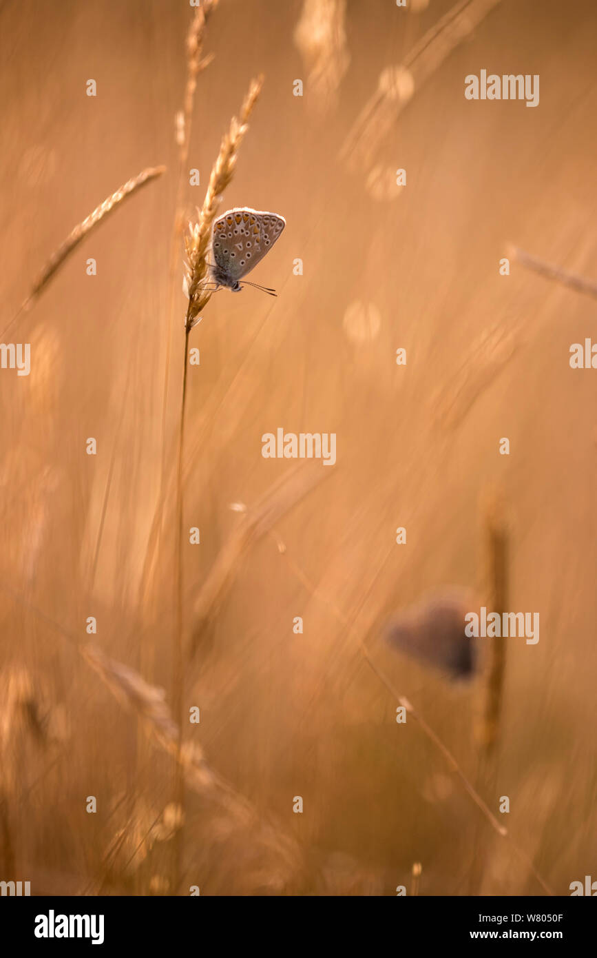 Mariposa Azul común (Polyommatus icarus) descansando sobre la hierba en la noche la luz, Vealand Farm, Devon, Reino Unido. De agosto de 2015. Foto de stock
