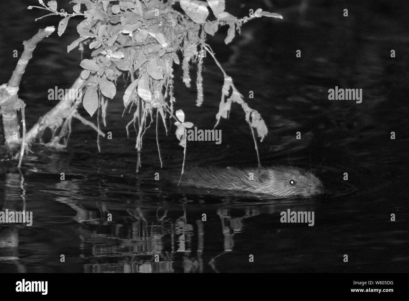 Eurasia joven el castor (Castor fiber) kit nadar en la noche. Kit salvaje nacido en la nutria de río, en Devon Beaver Juicio, gestionado por el Devon Wildlife Trust. Devon, Reino Unido, agosto de 2015. Fotografiado con cámara infrarroja. Foto de stock