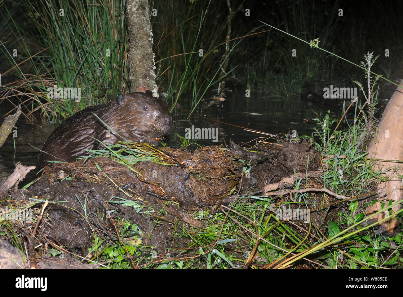 El castor (Castor fiber Eurasia) inspeccionar su presa en la noche, parte de Devon Wildlife Trust&#39;s Proyecto Castor de Devon, Inglaterra, Reino Unido, junio. Tomadas con una cámara remota. Foto de stock