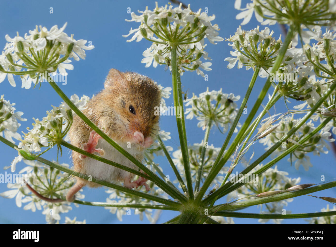 Ratón de cosecha (Micromys minutus) limpiar su nariz en común (Heracleum sphondylium hogweed) flowerhead tras la liberación, Moulton, Northampton, Reino Unido, junio. Modelo liberado. Foto de stock