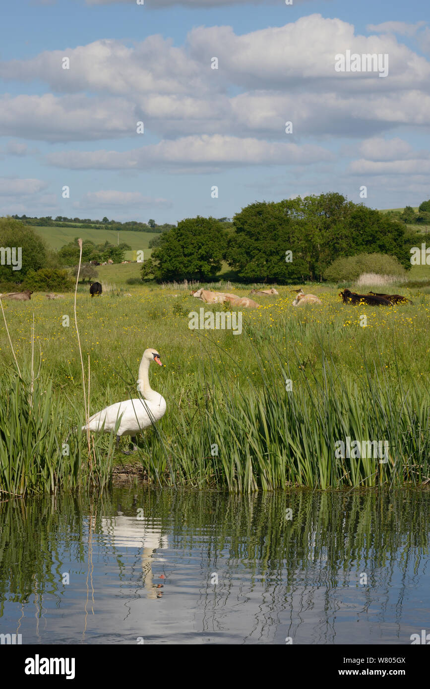 Par de cisne (Cygnus olor) de pie a orillas del río Avon con el pastoreo de ganado en el fondo, Downton, Wiltshire, Reino Unido, junio. Foto de stock