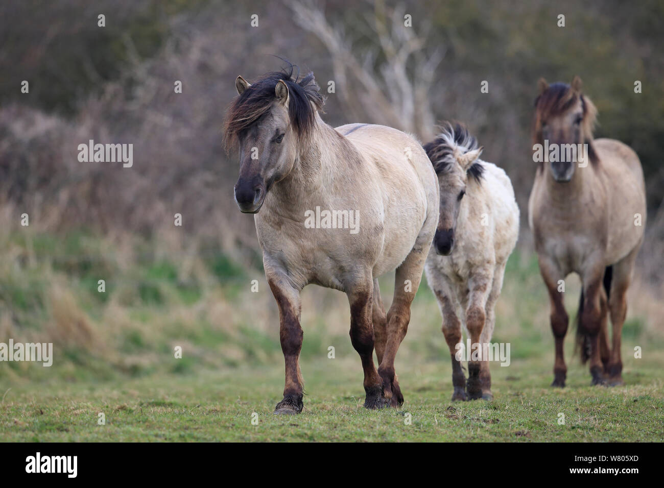Konik caballo (Equus ferus caballus) Grupo de los tres, caminando juntos, en Suffolk, Inglaterra, Reino Unido, abril. Foto de stock