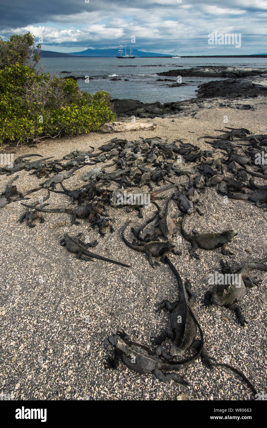 Iguana marina (Amblyrhynchus cristatus) grupo de playa, Isla Fernandina. Especies endémicas de Galápagos. Foto de stock