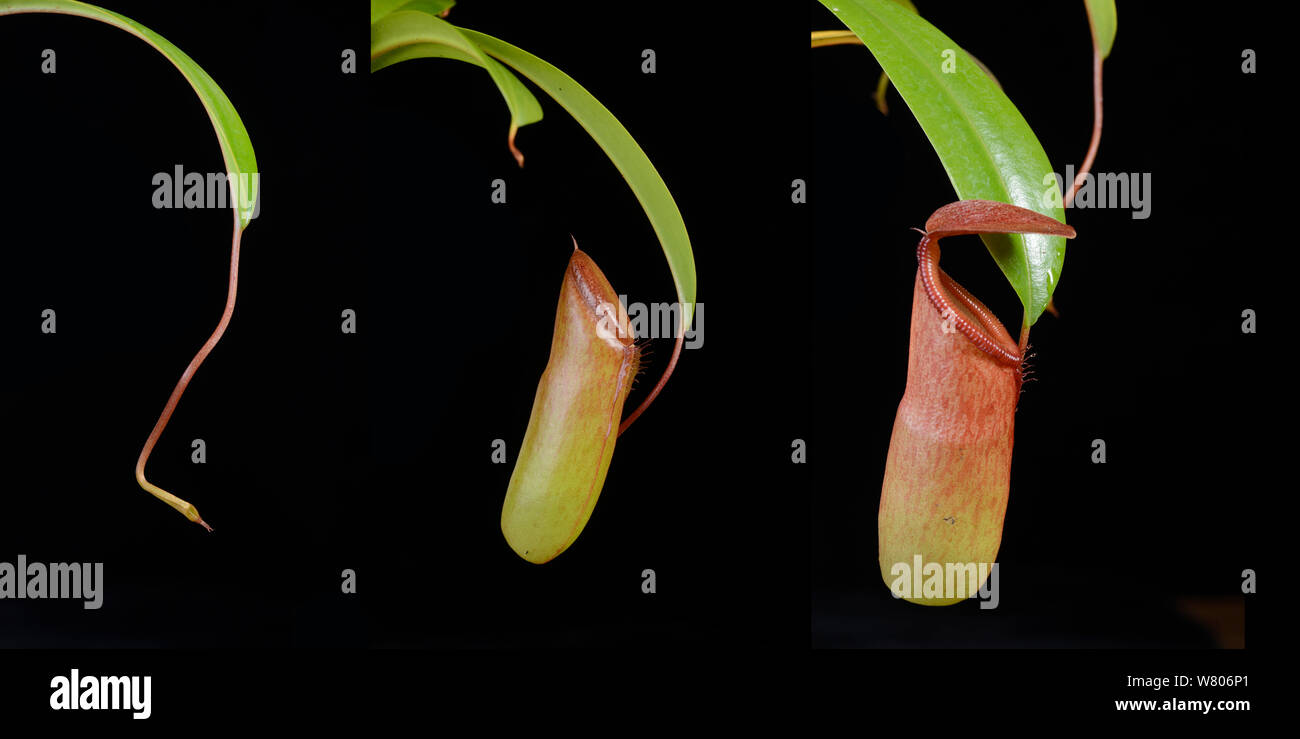 Pitcher plant (Nepenthes ventricosa x dubia) imagen compuesta que muestra el desarrollo de la lanzadora contra fondo negro. Foto de stock