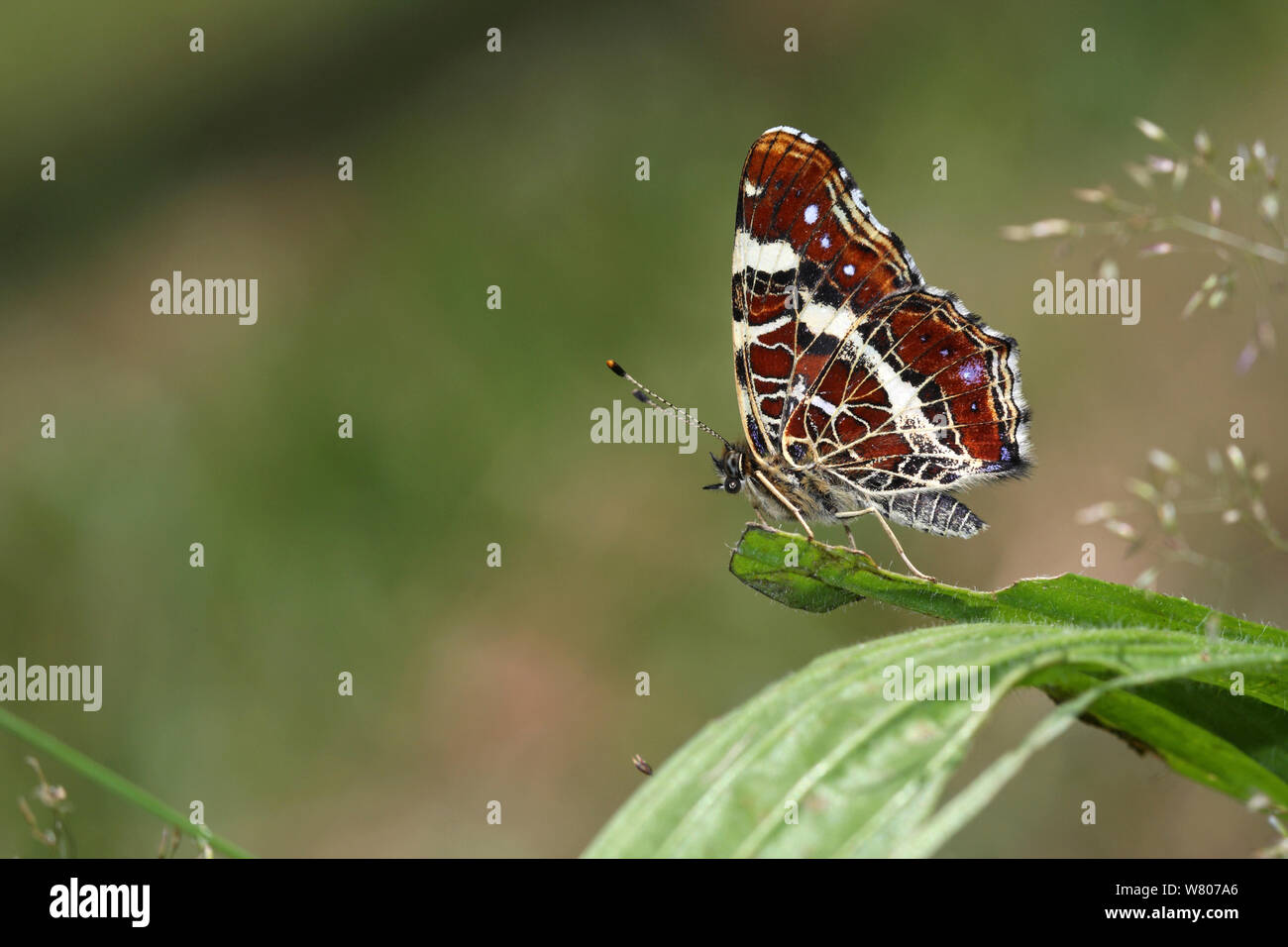 Mapa butterfly (Araschinia levana) en hojas de llantén menor (Plantago lanceolata) en una pradera, Massat, Ariège, Pirineos, Francia, Julio. Foto de stock