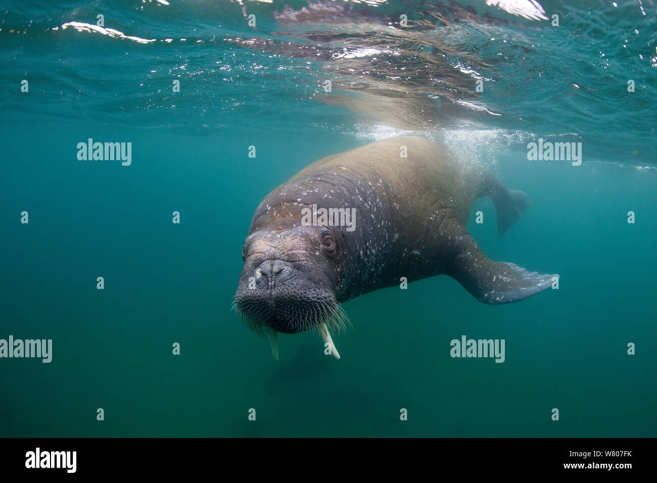 La morsa (Odobenus rosmarus), retrato, Noruega, Svalbard Fotografía de  stock - Alamy