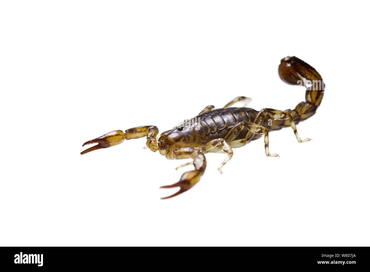 (Escorpión) Scorpionidae Geraldton, Suroeste de Australia. Foto de stock