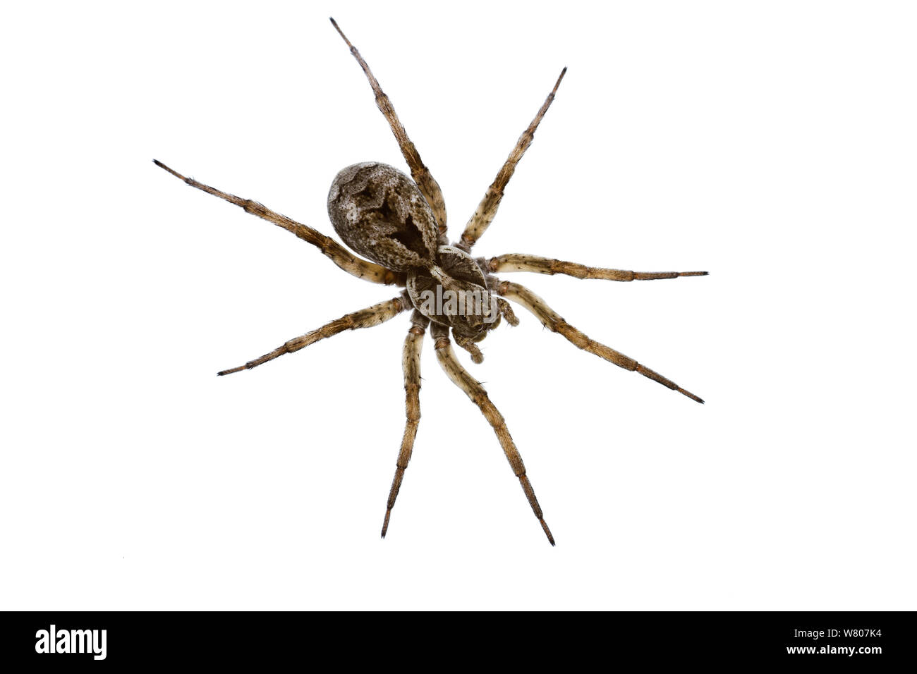 Araña lobo (Venator immansueta) Perth, el Suroeste de Australia. Foto de stock