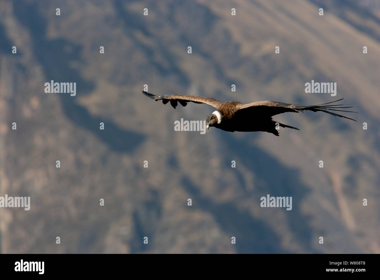 Cóndor Andino (Vultur gryphus) volando en el Cañón del Colca, Los Andes, Perú. Foto de stock