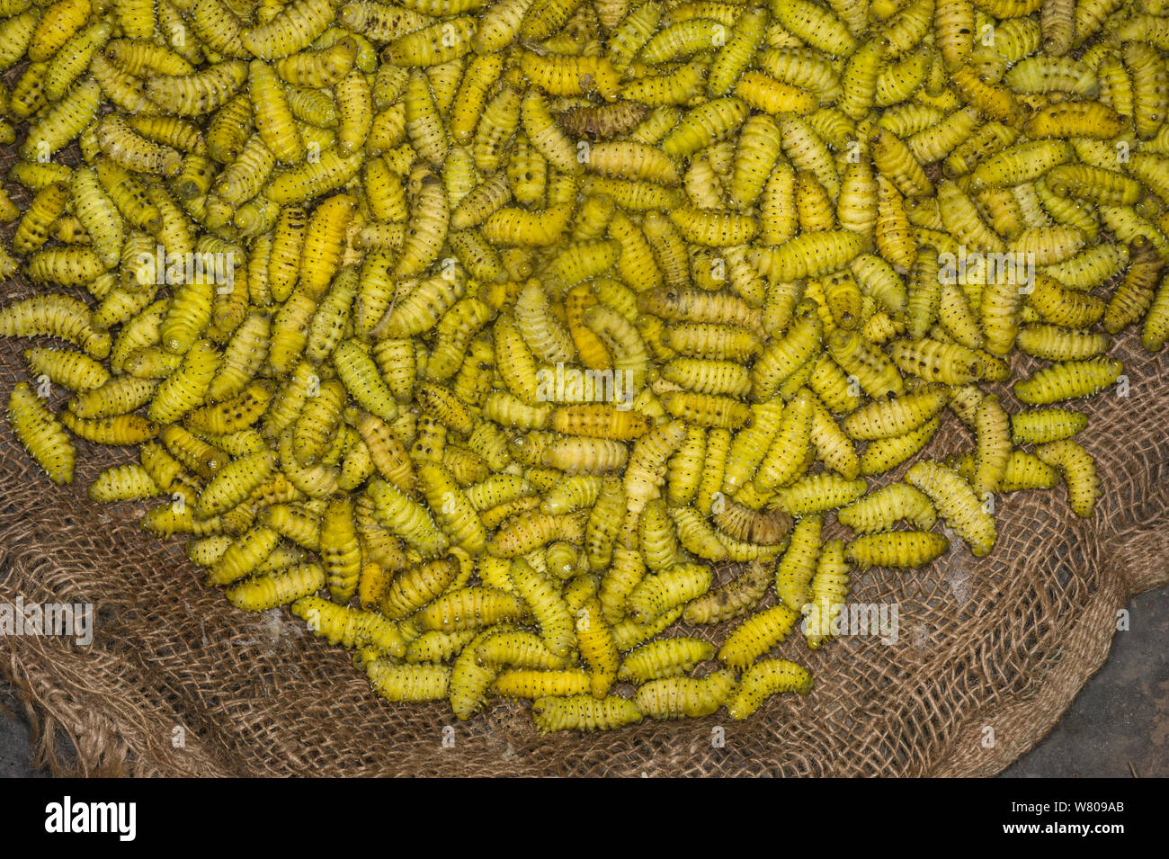 Los gusanos de seda (Bombyx mori) para la venta en el mercado de alimentos, Apatani tribu, Ziro Valle, estribaciones del Himalaya, Arunachal Pradesh.En el noreste de la India, en noviembre de 2014. Foto de stock