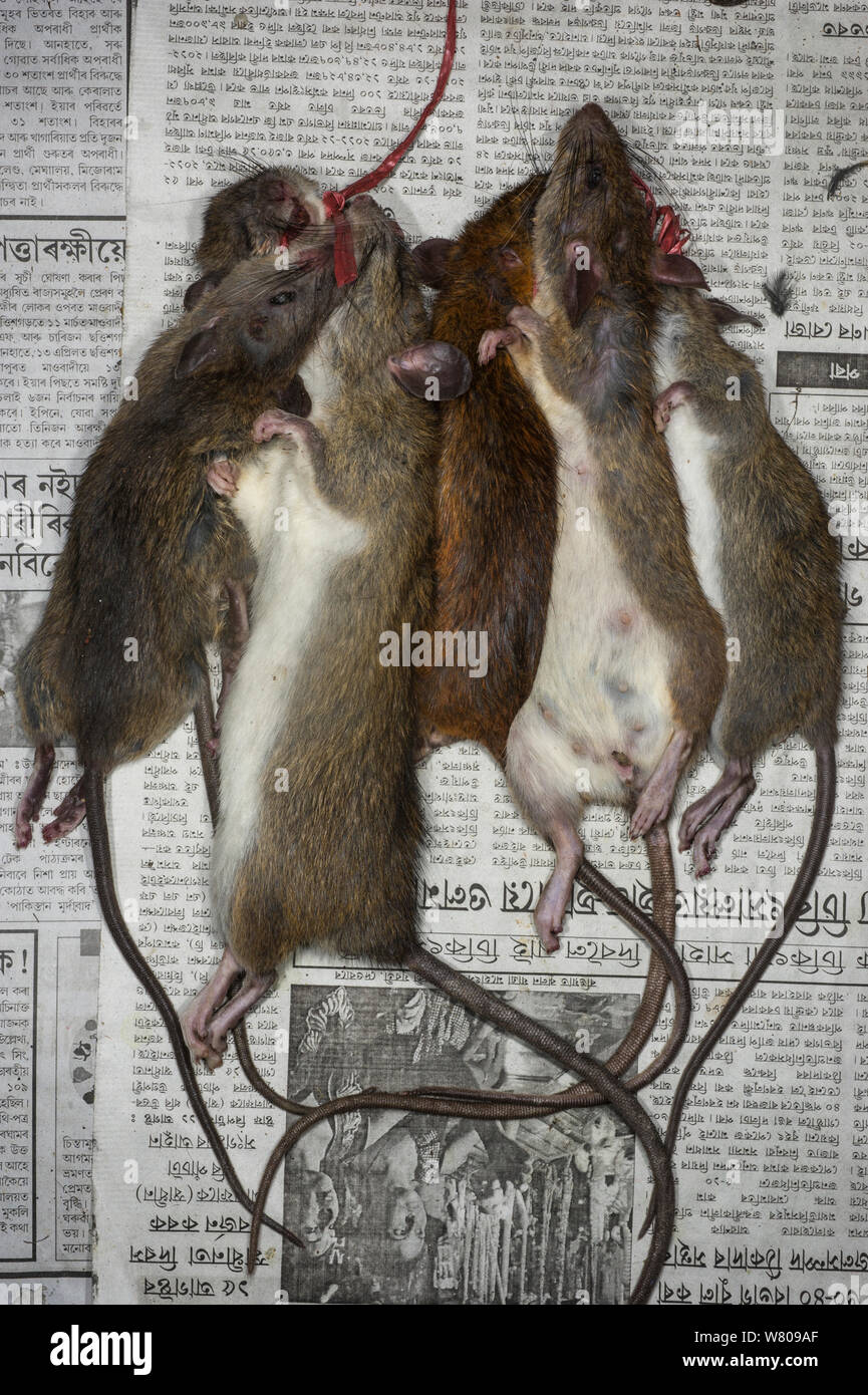Las ratas para la venta en el mercado de alimentos, Apatani tribu, Ziro Valle, estribaciones del Himalaya, Arunachal Pradesh.En el noreste de la India, en noviembre de 2014. Foto de stock
