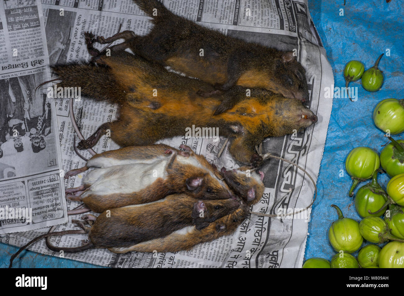 Las ratas y las ardillas para la venta en el mercado de alimentos, Apatani tribu, Ziro Valle, estribaciones del Himalaya, Arunachal Pradesh.En el noreste de la India, en noviembre de 2014. Foto de stock