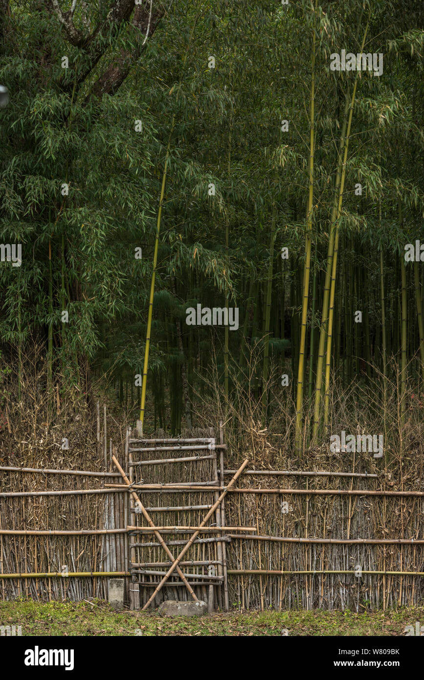 Bije o jardín de bambú cerca de la aldea. Cada familia int él Apatani tribu propia. Apatani Tribu. Ziro Valle, estribaciones del Himalaya, Arunachal Pradesh, en el noreste de la India, en noviembre. Foto de stock