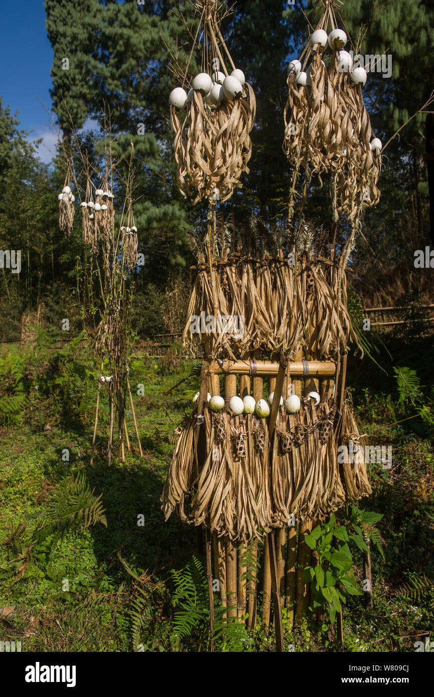 Área sacrificial Apatani usado para ceremonias o por un chamán, Apatani tribu, Ziro Valle, estribaciones del Himalaya, Arunachal Pradesh, en el noreste de la India, en noviembre de 2014. Foto de stock