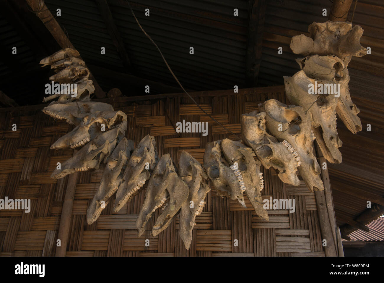 Ao Naga casa con cráneos de animales. Ao Naga Tribu. Mokokchung distrito. Nagaland, en el noreste de la India, de octubre de 2014. Foto de stock