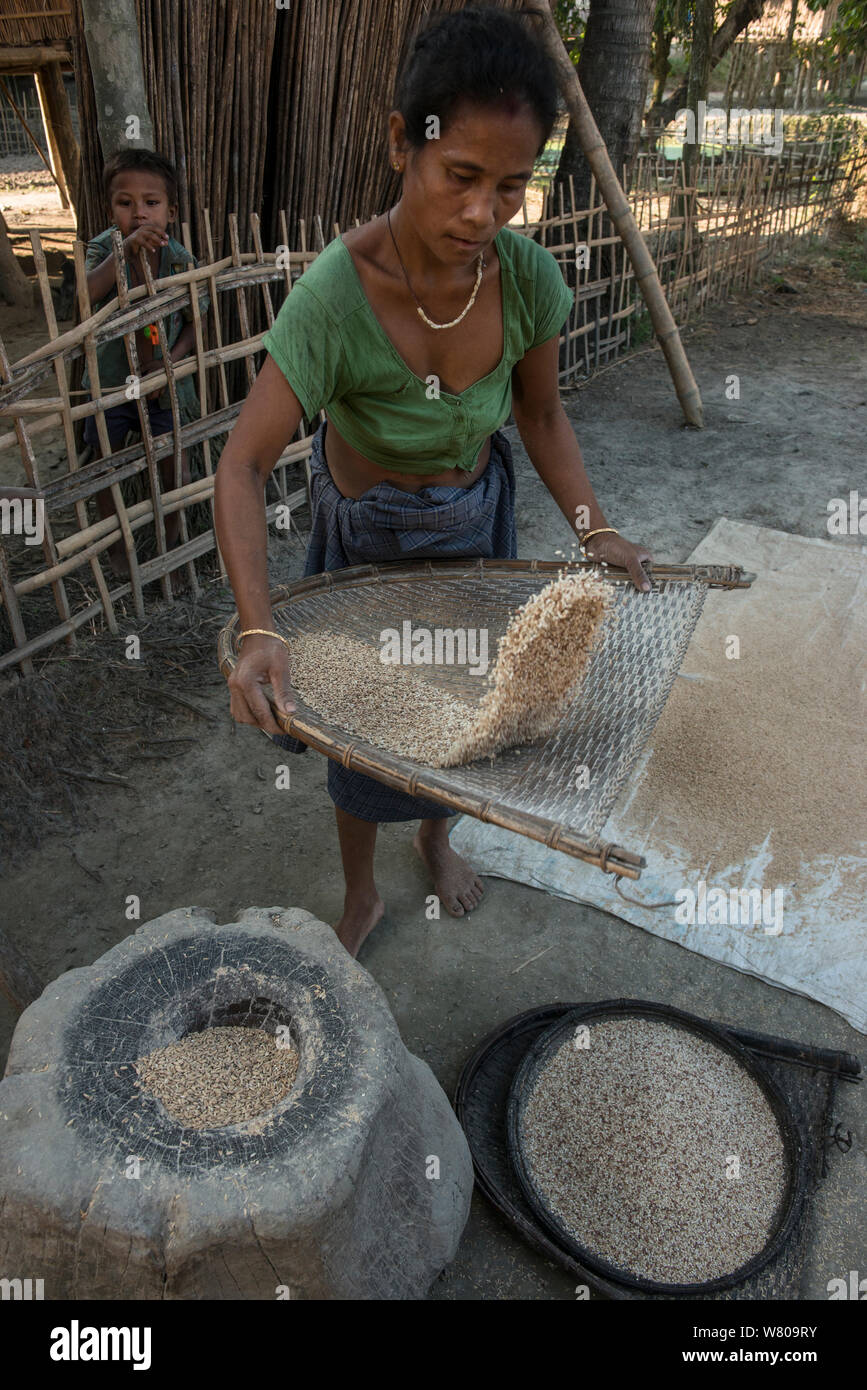 Mujer Mising aventar arroz. Isla Majuli, río Brahmaputra, Assam, en el noreste de la India, de octubre de 2014. Foto de stock