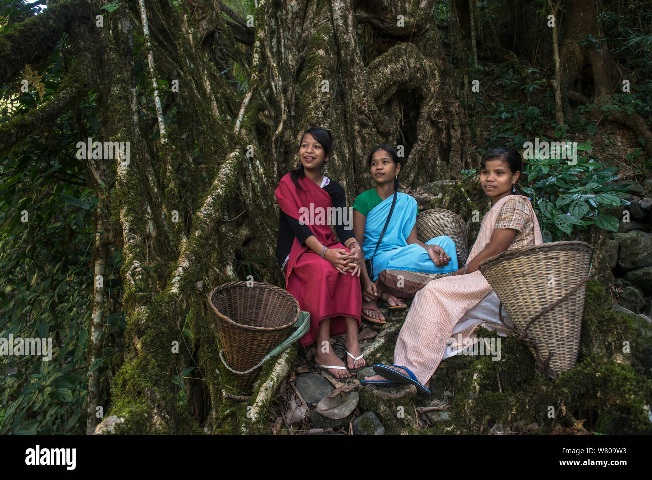 Los jóvenes Khasi mujeres con canastos descansando junto puente raíz formada de caucho higuera (Ficus elastica) Nongriat, Khasi Hills. Meghalaya, en el noreste de la India. Foto de stock
